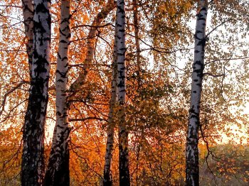 Золотая осень